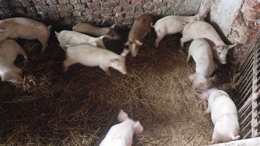 Продавам прасенца