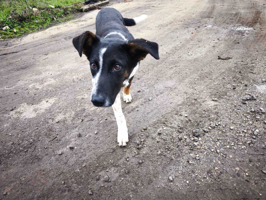 Търси се семейство за това спасено кученце