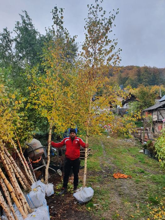 Mesteacan alb, tei argintiu, arțar, platani, frasin, copaci decorativi