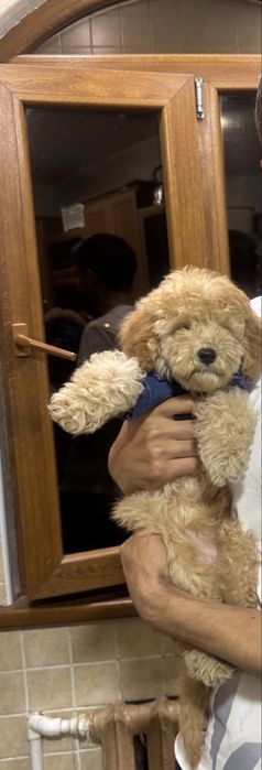 Продаеться собака  ГОЛДЕНДУДЛ