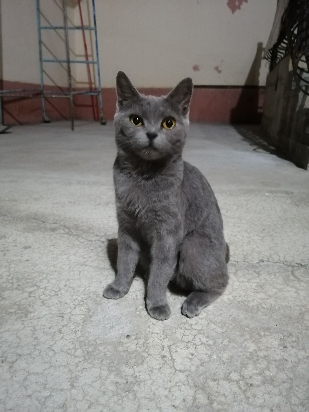 Породистая кошка