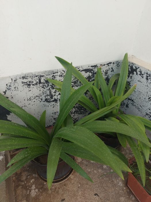 Лилия  комнатные растение