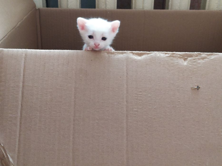 Отдам котят родились 11.11.25