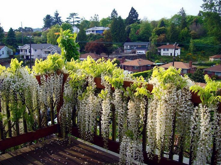 Planta agatatoare wisteria (unica în felul ei ! )