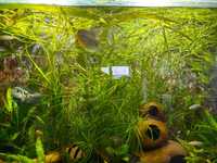Растения водоросли аквариумные