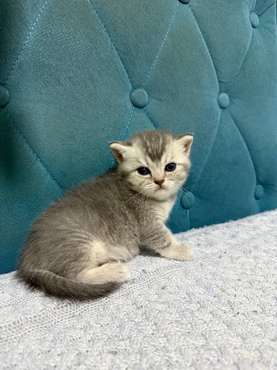 Mushukcha , Baby cat