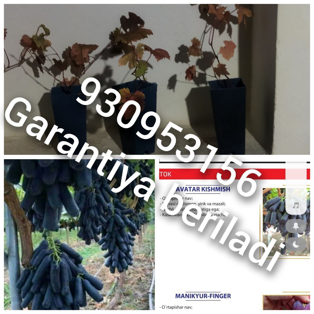 Mevali va manzarali kochatlar sotuvga tayor