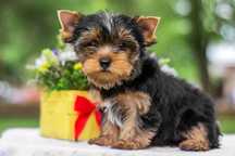 Vând Yorkshire mini toy