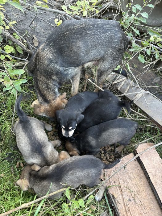 Кученца малка порода