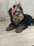York shire terrier, mascul, canisa, certificat pedigree