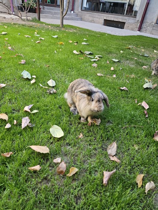 Кролик карликовый самец