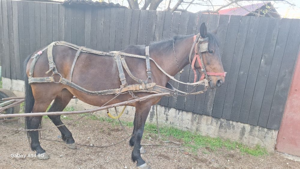 Vând Iapa fără defecte bună de căruță