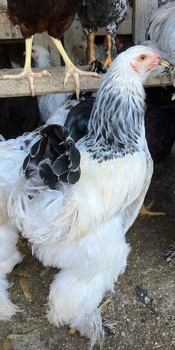 Gaini famii de rasa mare brahma herminat 8-12 luni