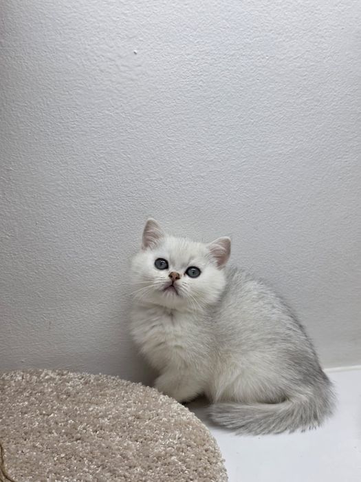 Британские пареньки и девули