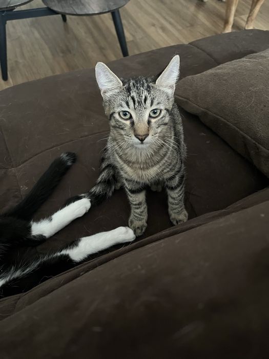 Daonatie/adoptie pisici