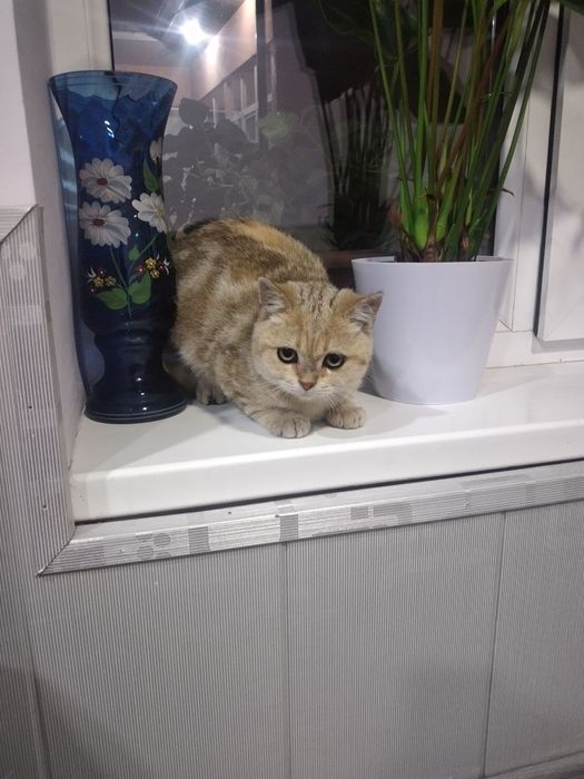 Zolotistiy Mramorniy Shinshilla Strayt mushuk