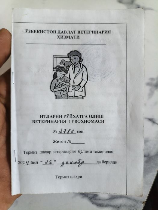 Собака питбуль красный нос