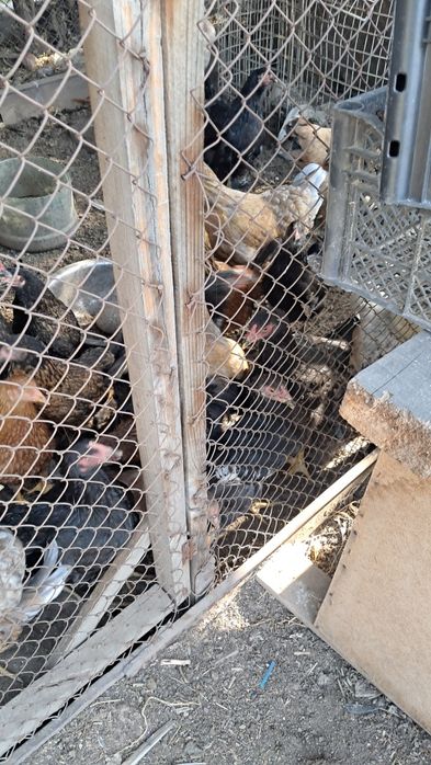 Продам  цыплят д