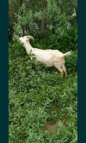 Продается альпо-зааненская коза