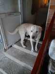Donez câine labrador