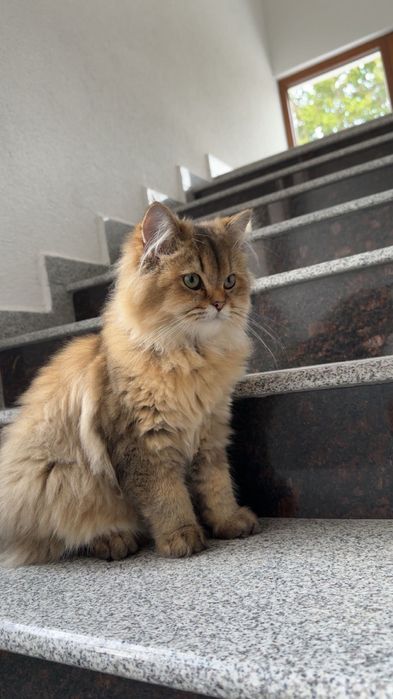 Британско дългокосместо чинчили