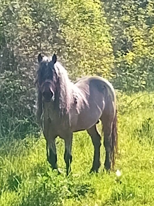 De vanzare sau schimb