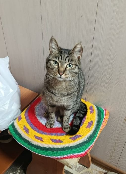 Отдам в хорошие руки кота по имени МАГНАТ