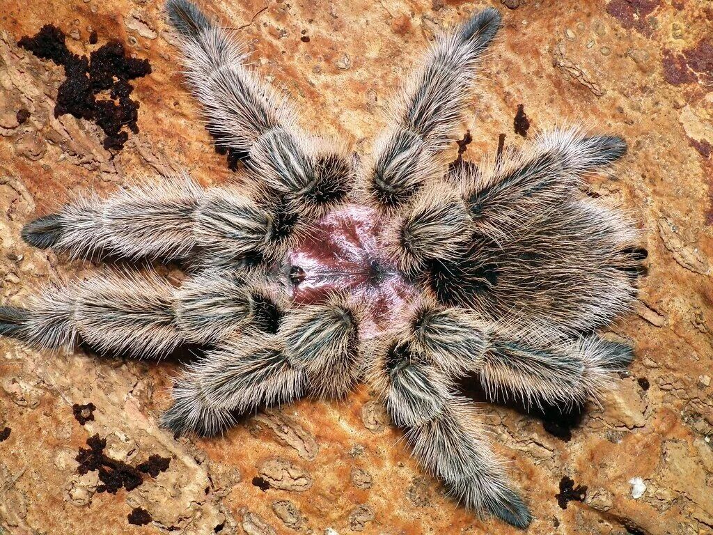 Адульт самка Grammostola rosea