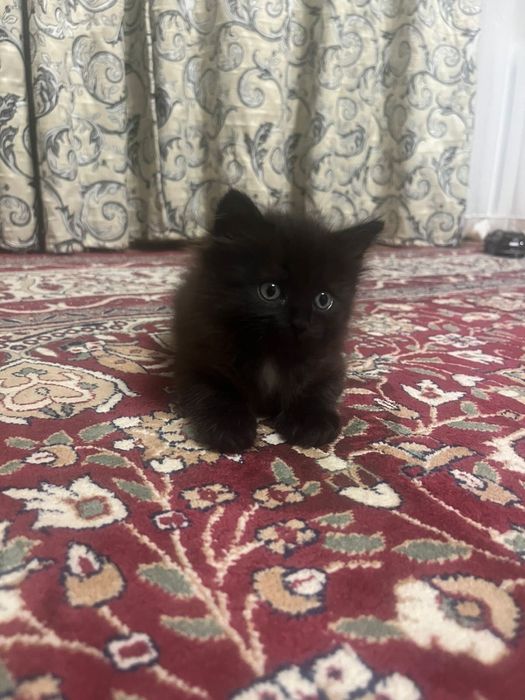 Отдам котят в хорошие руки приучены к лотку