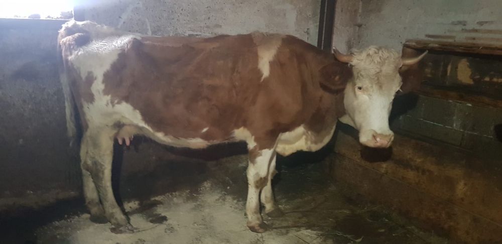 Vacă de vânzare!!!