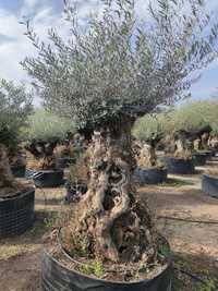 Măslini bonsai seculari 100 pe stoc