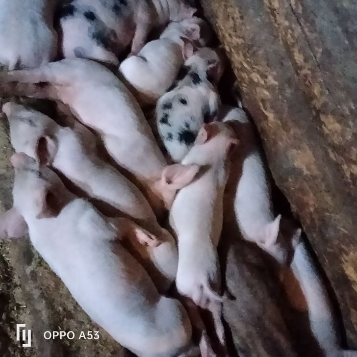 Продаются поросята