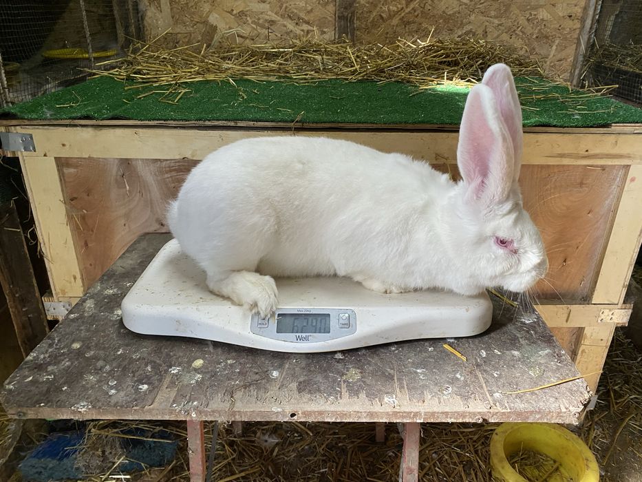 Femele iepure uriaș german alb