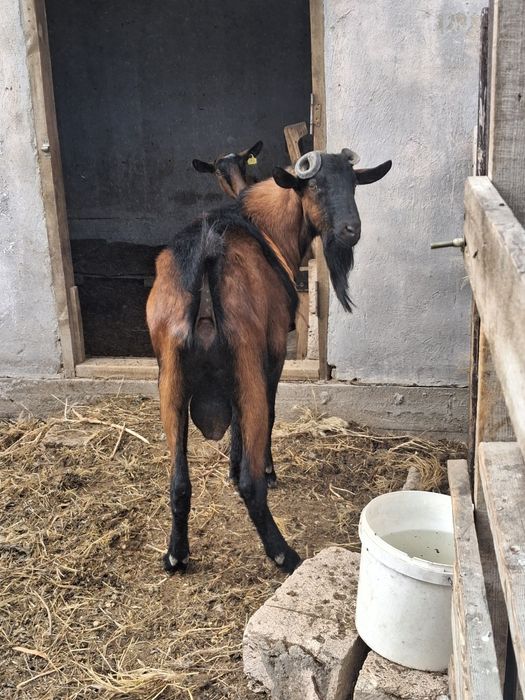 Козел. Теке. Французский ЧЕХ. Чистокровный. 1 жыл 7 ай. Сатылады. Арен