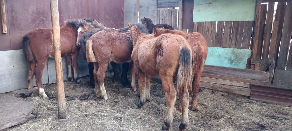 Жабагы в городе Екб