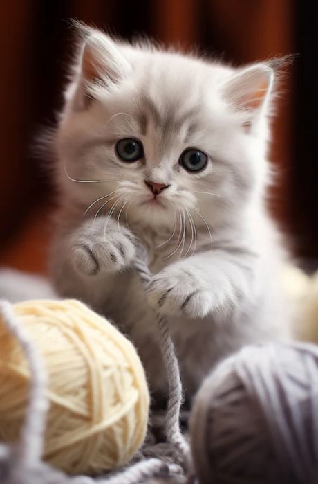 Гостиница для котят, передержка