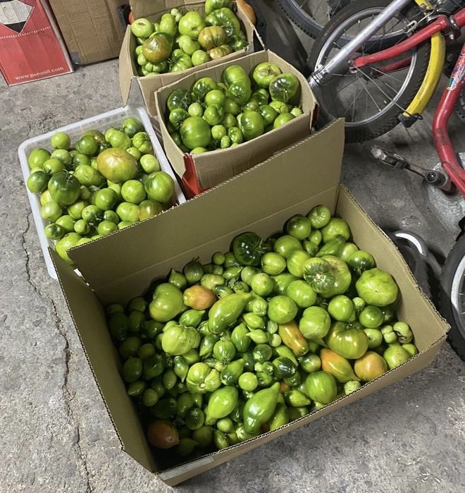 Продам зелёные помидоры (домашние)