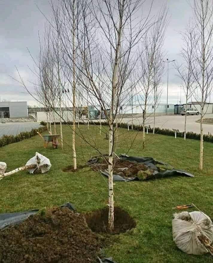 Plante ornamentale și rulou de gazon, livrare rapida oriunde în Țară