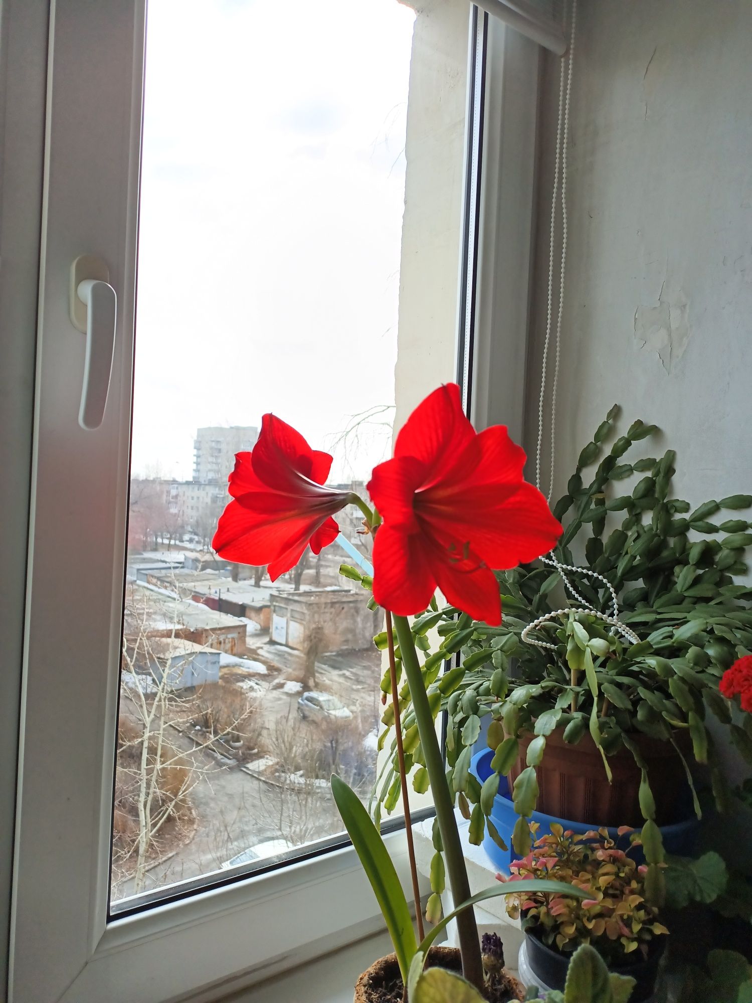 Продам цветок Амарилис