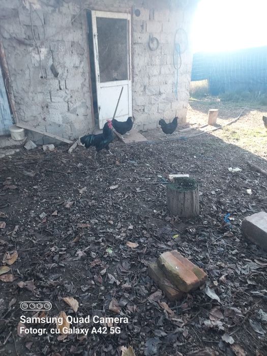 Vand gaini de rasa astrolop