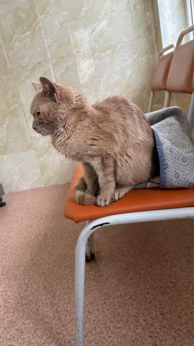 Кошка в хорошие руки