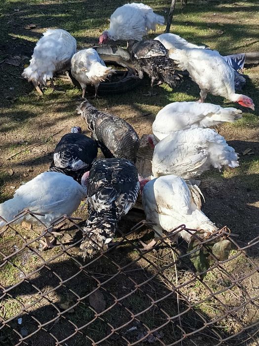 Пуйки бройлери гр.Ловеч