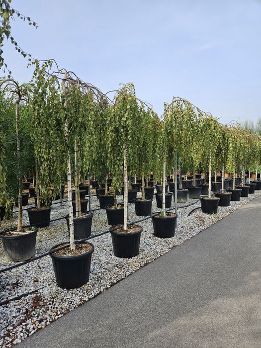 Mesteacăn pendular calitate extra