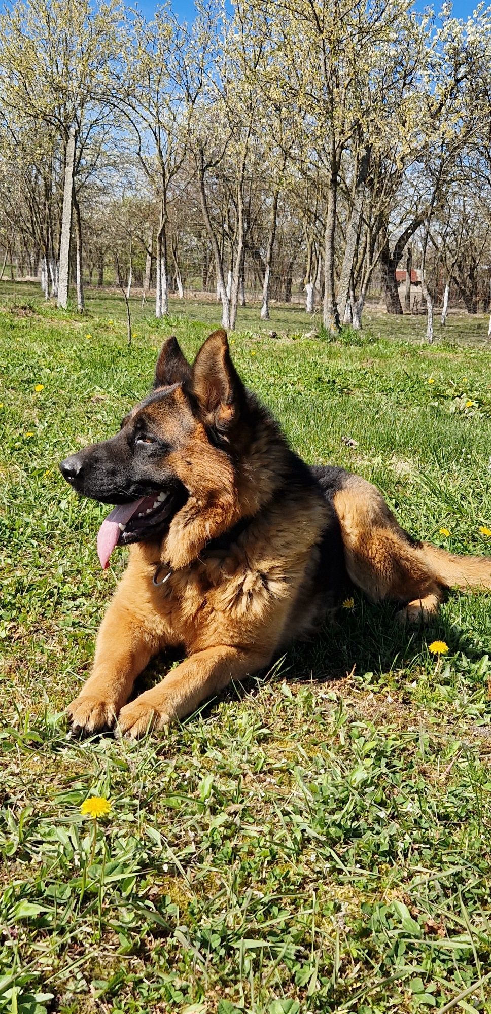 Ciobanesc German