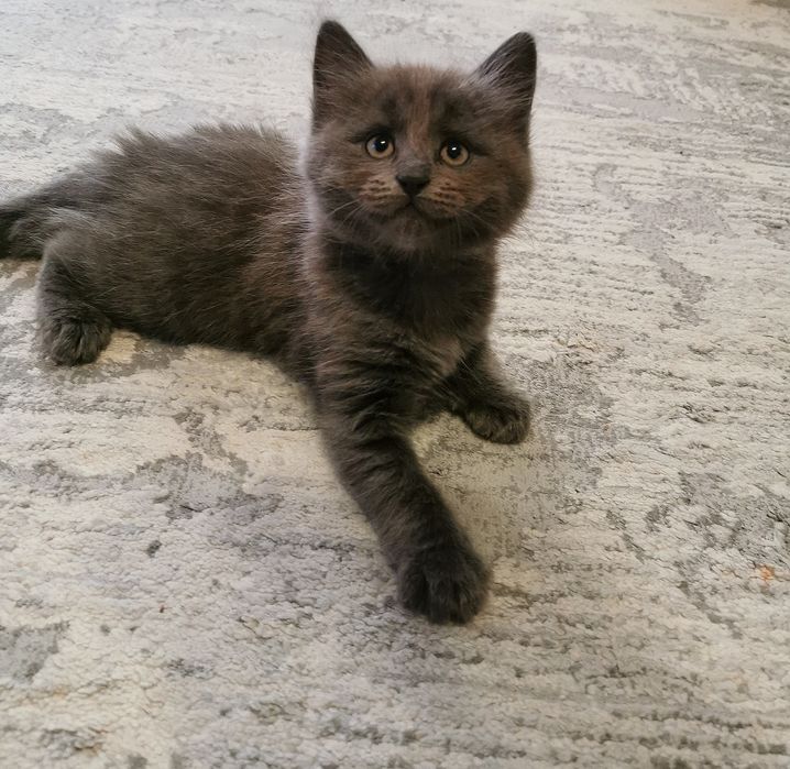 Vând pui de pisică Scottish straight