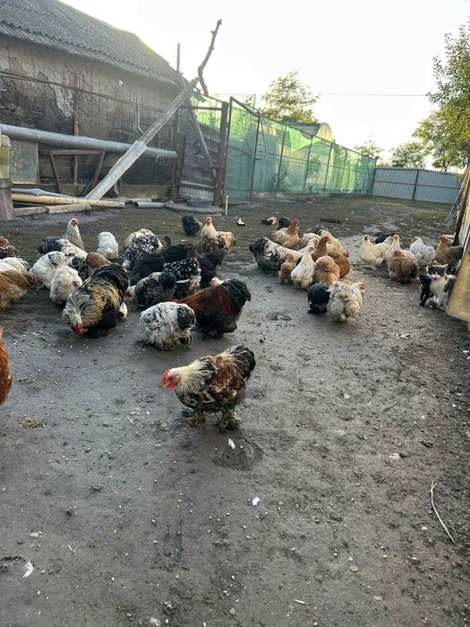 Gainusi pitice chochinchina