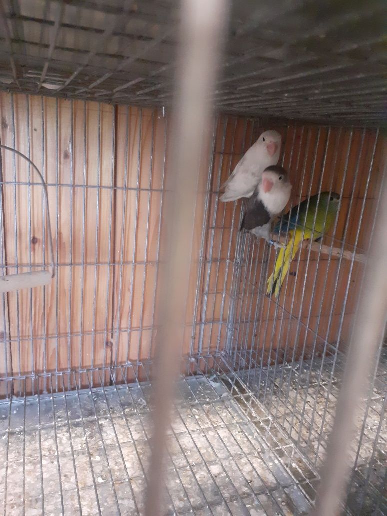 Papagali agapornis  peruși  micul alexandru