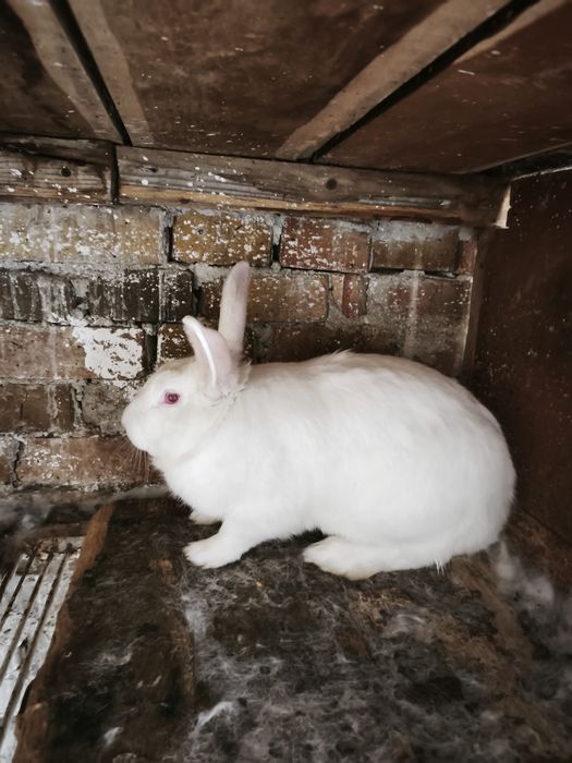 Зайци Цика мъжки и женски