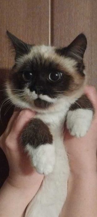 Котенок сиамской породы