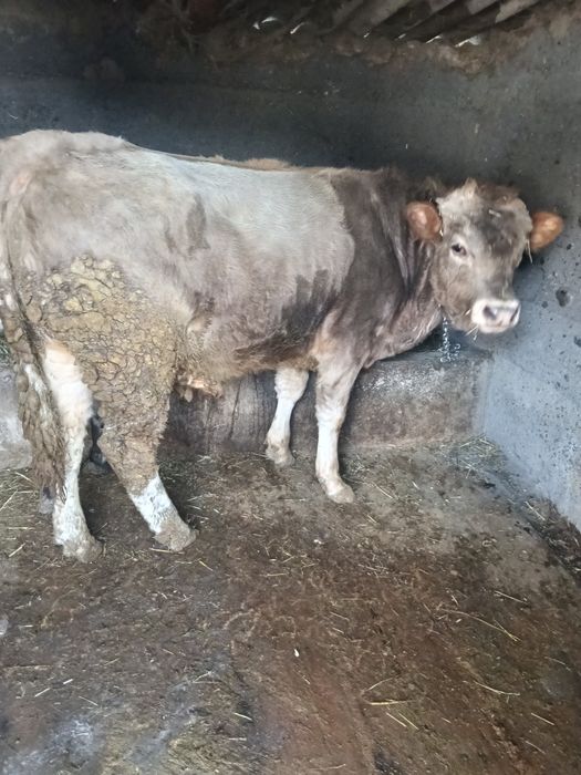 Продам Быка жырный стоит на откорме 6 месяца